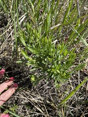 Genista tinctoria