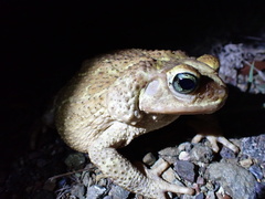 Peltophryne peltocephala