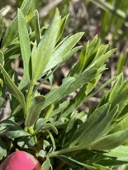 Genista tinctoria