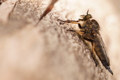 Neoitamus cothurnatus