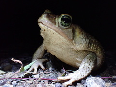 Peltophryne peltocephala