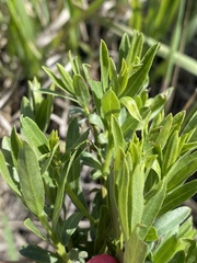 Genista tinctoria