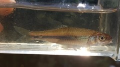 Bannerfin Shiner photo 4