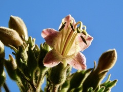 Nicotiana tomentosa