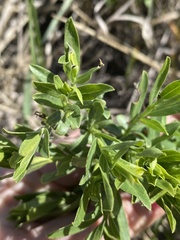 Genista tinctoria