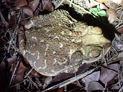 Peltophryne peltocephala