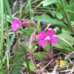Silene dioica
