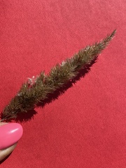 Calamagrostis