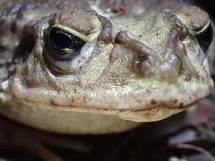 Peltophryne peltocephala