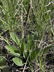 Plantago urvillei