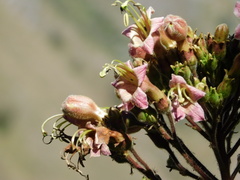 Nicotiana tomentosa