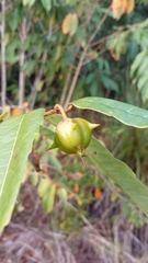 Sclerocroton melanostictus image