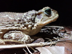 Peltophryne peltocephala