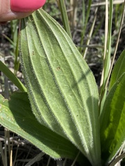 Plantago urvillei