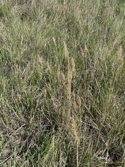 Calamagrostis