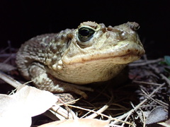 Peltophryne peltocephala