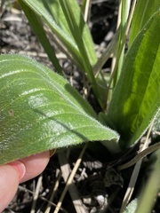 Plantago urvillei
