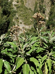 Nicotiana tomentosa