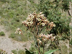 Nicotiana tomentosa