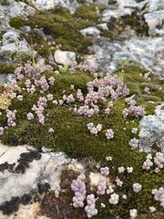 Sedum mucizonia