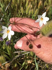 Triteleia peduncularis