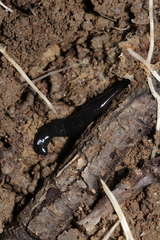 Microplana terrestris