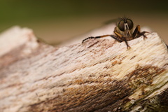 Neoitamus cothurnatus