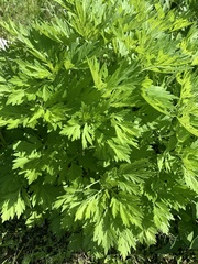 Artemisia vulgaris