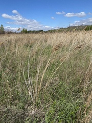 Phragmites australis