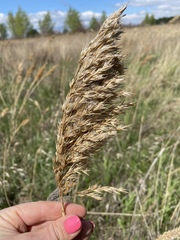 Phragmites australis