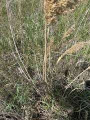 Phragmites australis