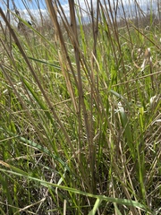 Phragmites australis