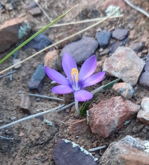 Syringodea saxatilis