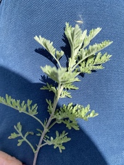 Artemisia sieversiana