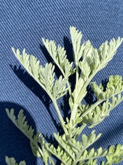 Artemisia sieversiana