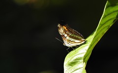 Adelpha serpa