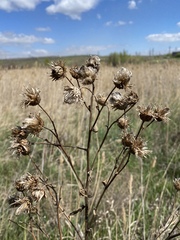 Cirsium arvense