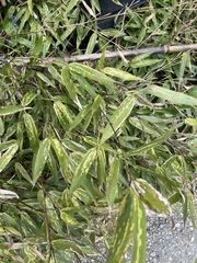 Stigmaeopsis celarius