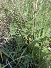 Cirsium arvense