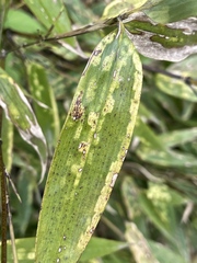 Stigmaeopsis celarius