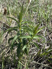 Veronica longifolia