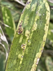 Stigmaeopsis celarius