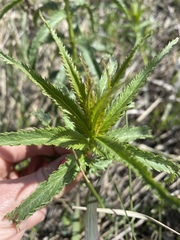 Veronica longifolia