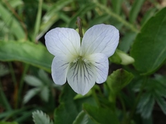 Viola stagnina
