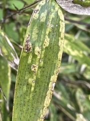 Stigmaeopsis celarius