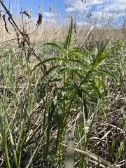 Veronica longifolia