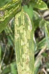 Stigmaeopsis celarius