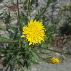 Crepis foetida