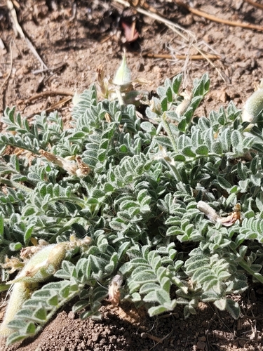 Image of Big Bear Valley Woollypod (Astragalus leucolobus) by (c) Zachary Wimberly, some rights reserved (CC BY)