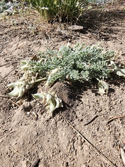 Astragalus leucolobus